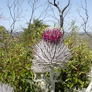 cirsium occidentale var occidentale